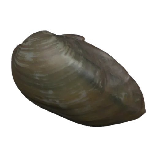 Ensidens ingallsianus, a 3D model you can turn