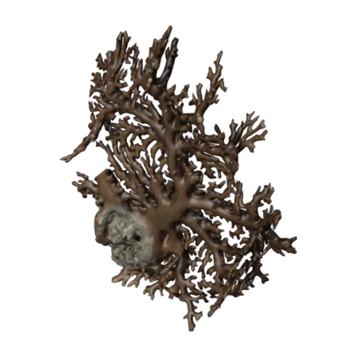 Distichopora violacea, a 3D model you can turn