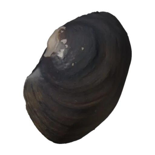 Pleurobema marshalli, a 3D model you can turn