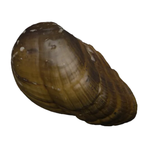 Epioblasma penita, a 3D model you can turn