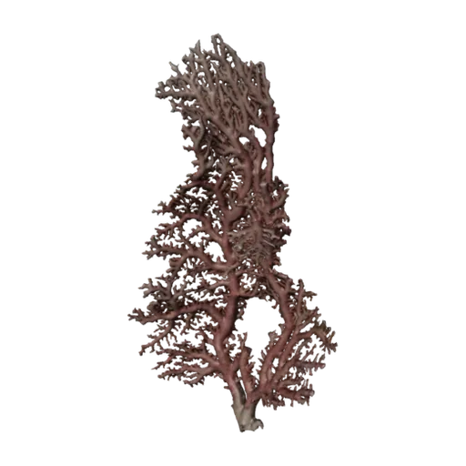 Stylaster sanguineus, a 3D model you can turn