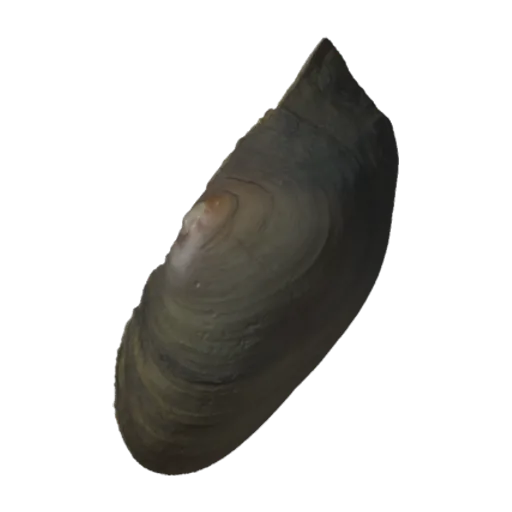 Potamilus alatus, a 3D model you can turn