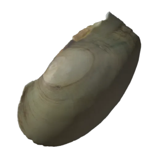 Leptodea fragilis, a 3D model you can turn