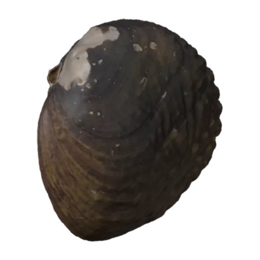 Lemiox rimosus, a 3D model you can turn