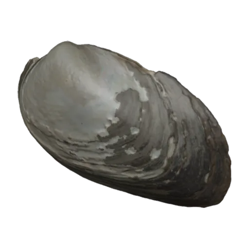 Parreysia rugosa, a 3D model you can turn