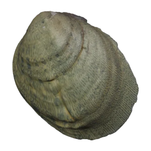 Dromus dromas, a 3D model you can turn