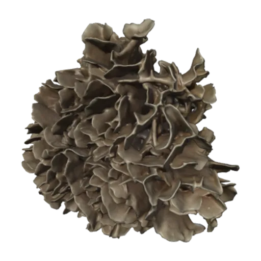 Pavona cactus, a 3D model you can turn