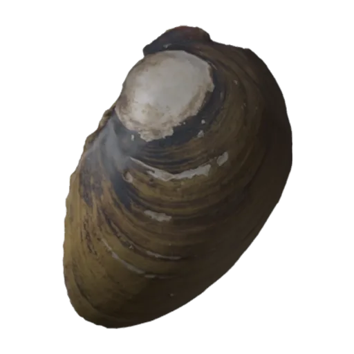 Pleurobema verum, a 3D model you can turn
