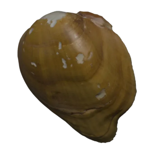 Epioblasma stewardsonii, a 3D model you can turn