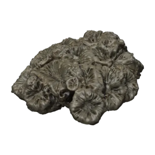 Scolymia australis, a 3D model you can turn