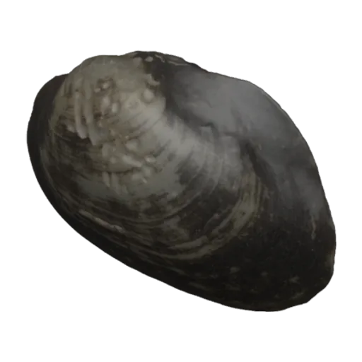 Unio peculiaris, a 3D model you can turn