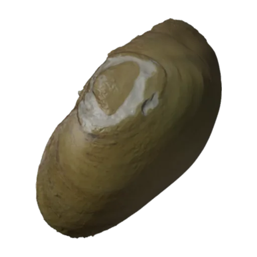 Carunculina corvunculus, a 3D model you can turn