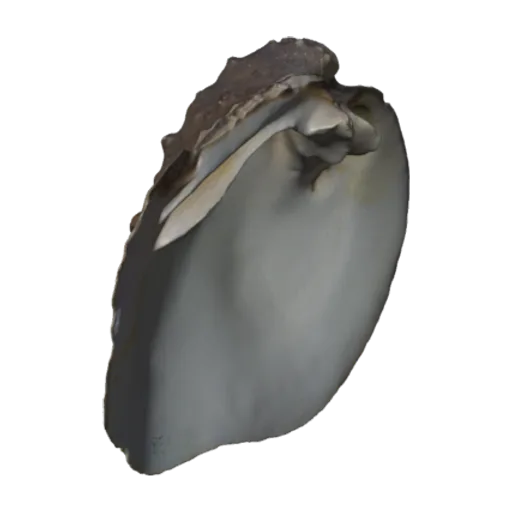 Quadrula fragosa, a 3D model you can turn