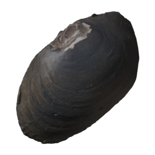 Fusconaia masoni, a 3D model you can turn