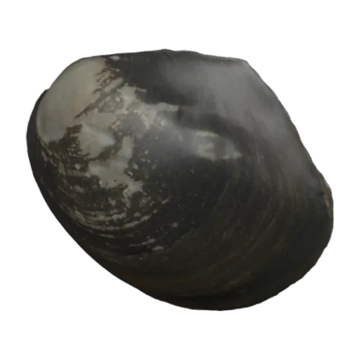 Unio peraeformis, a 3D model you can turn