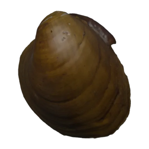 Obovaria retusa, a 3D model you can turn