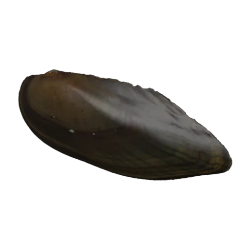 Ligumia nasuta, a 3D model you can turn