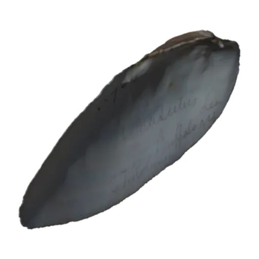 Ligumia nasuta, a 3D model you can turn