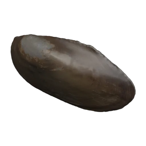 Unio corrianus, a 3D model you can turn