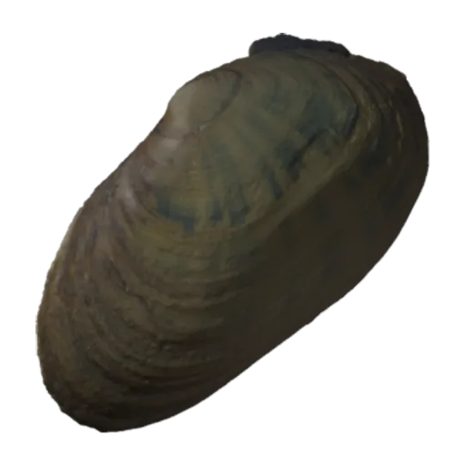 Ptychobranchus fasciolare, a 3D model you can turn