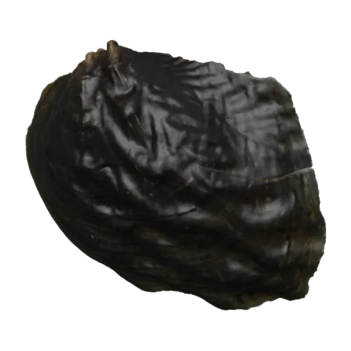 Arcidens confragosus, a 3D model you can turn