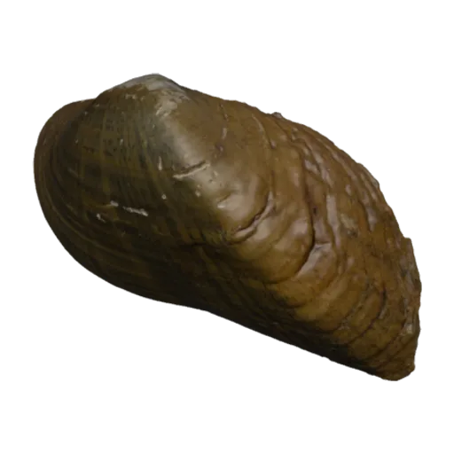 Alasmidonta varicosa, a 3D model you can turn
