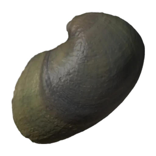 Strophitus undulatus, a 3D model you can turn