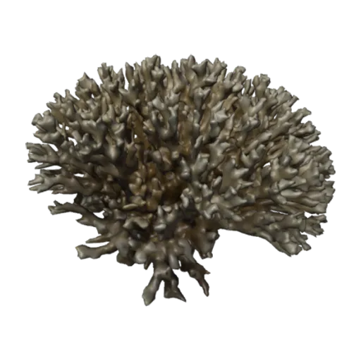 Pocillopora damicornis caespitosa, a 3D model you can turn