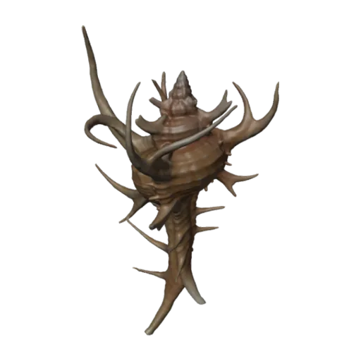 Chicoreus cervicornis, a 3D model you can turn