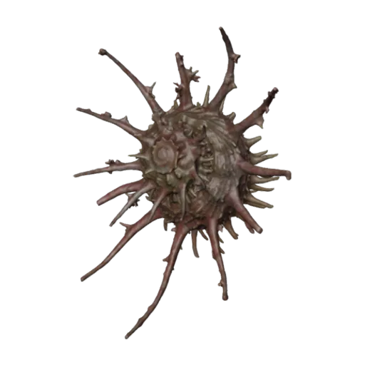Angaria vicdani, a 3D model you can turn