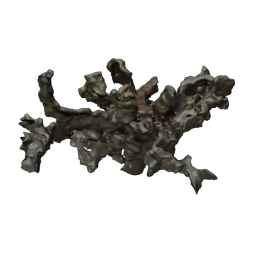 Leptoseris cailletti, a 3D model you can turn