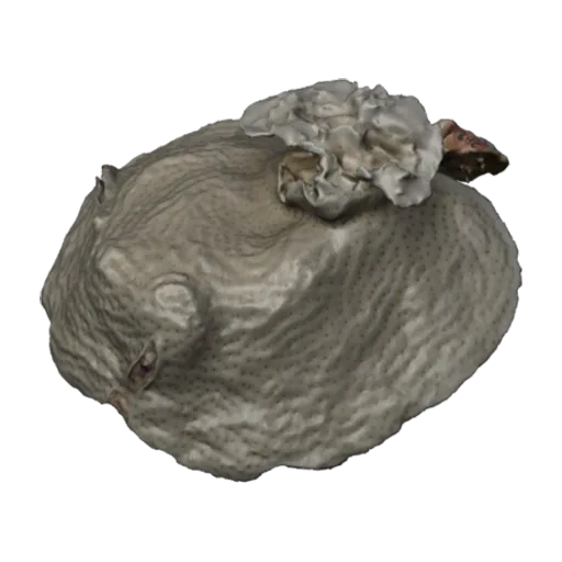 Leptoseris cucullata, a 3D model you can turn