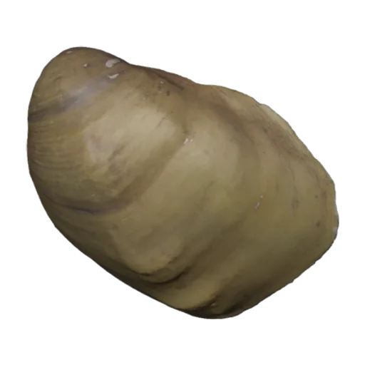 Plethobasus cyphus, a 3D model you can turn