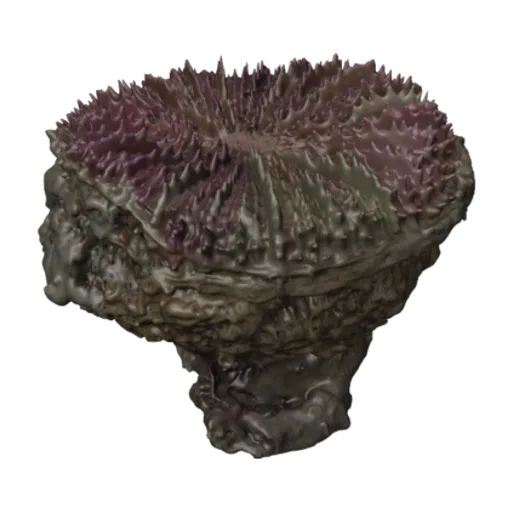 Scolymia lacera, a 3D model you can turn