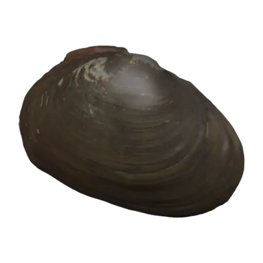 Nephronaias macnielii, a 3D model you can turn