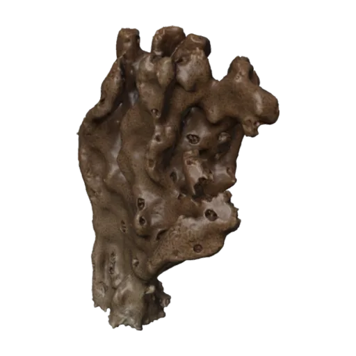 Sigmadocia recondita, a 3D model you can turn