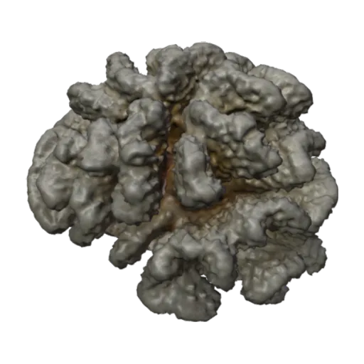 Pocillopora meandrina, a 3D model you can turn
