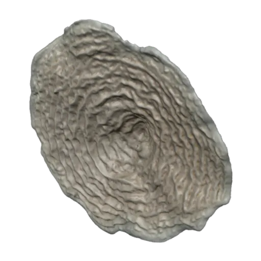 Agaricia fragilis, a 3D model you can turn