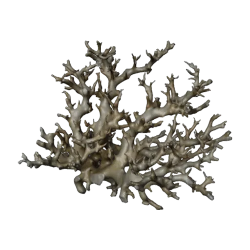 Pocillopora damicornis, a 3D model you can turn