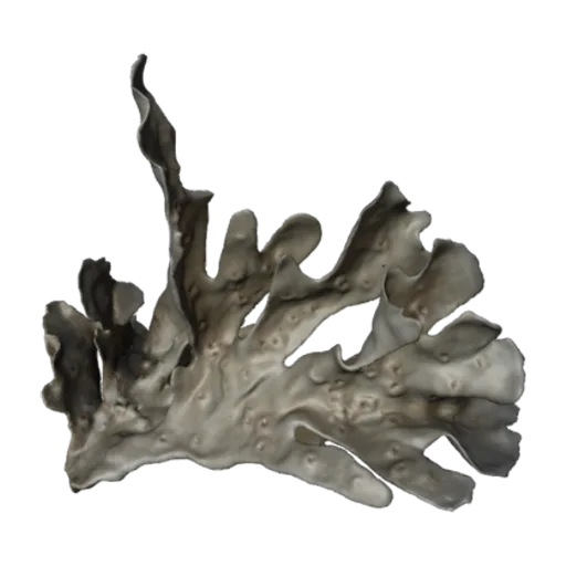 Leptoseris gardineri, a 3D model you can turn