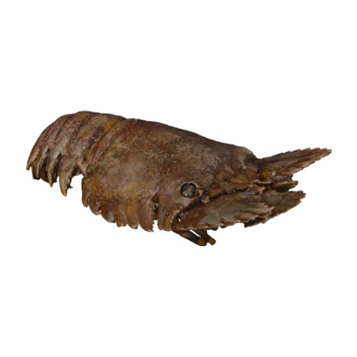 Parribacus caledonicus, a 3D model you can turn