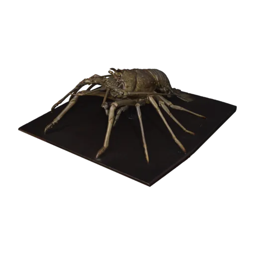 Panulirus longipes, a 3D model you can turn