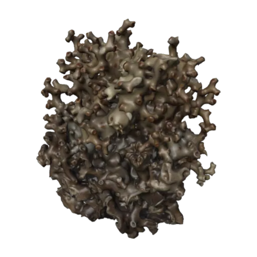Solenosmilia variabilis, a 3D model you can turn