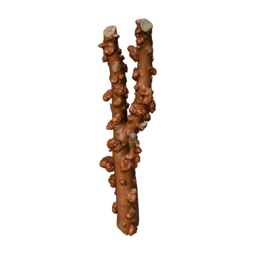 Paragorgia arborea, a 3D model you can turn