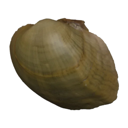 Epioblasma walkeri, a 3D model you can turn
