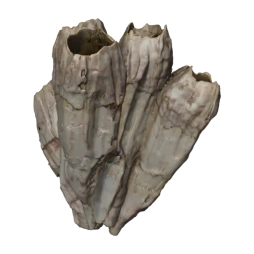 Balanus psittacus, a 3D model you can turn