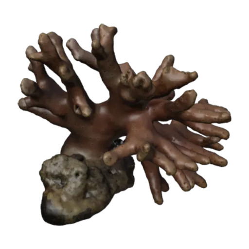 Stylaster verrillii, a 3D model you can turn