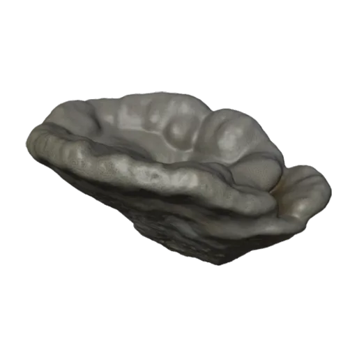 Porites arnaudi, a 3D model you can turn