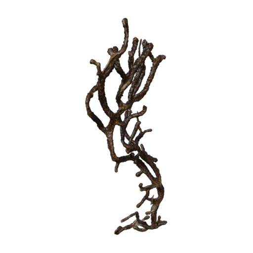 Placogorgia rudis, a 3D model you can turn