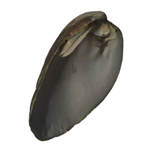 Villosa trabalis, a 3D model you can turn